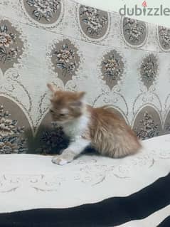 قطه شيرازي مخلط