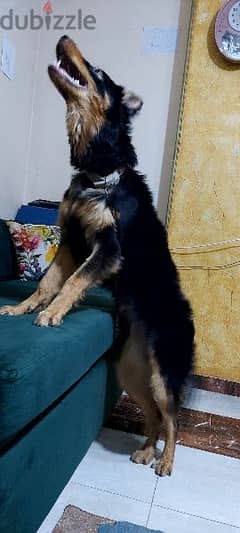 كلبة جيرمن شيبرد مدربة German shepherd