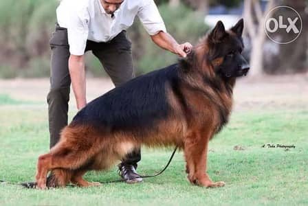 فندق الكلاب Elmansoura Dog Training k9 إستضافة كلبك عندنا