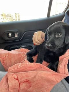 pure black Labrador retriever puppies
