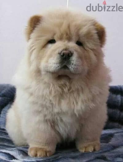 تشاو اتشاو مستوى عالى جدا بيور شاو Chow chow