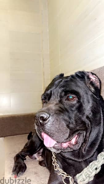 cane corso male  للزواج 0