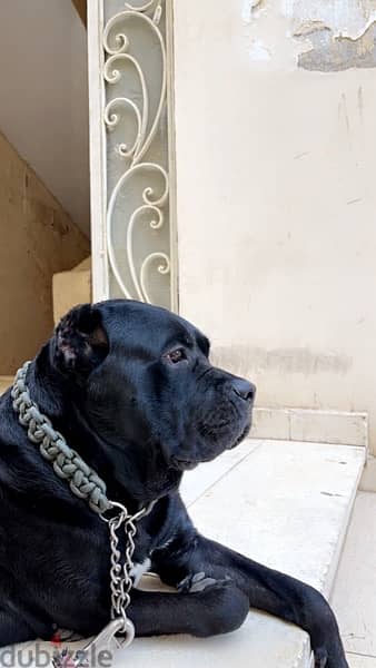 cane corso male  للزواج 1