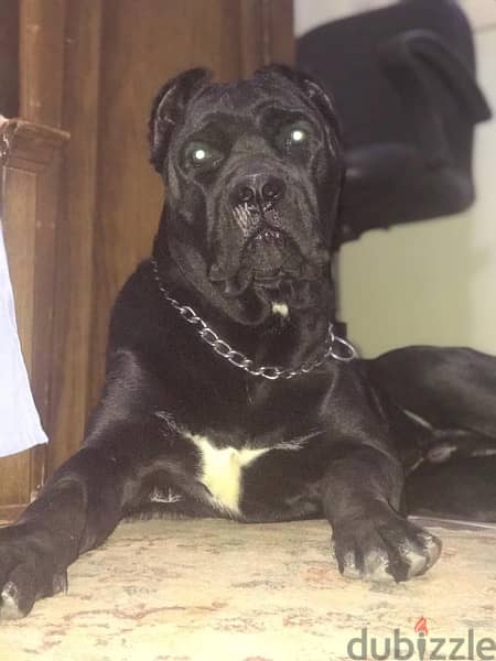 cane corso male  للزواج 2