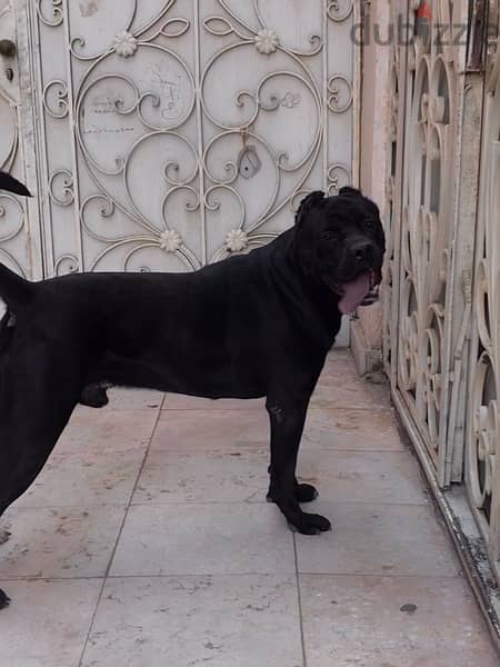 cane corso male  للزواج 3