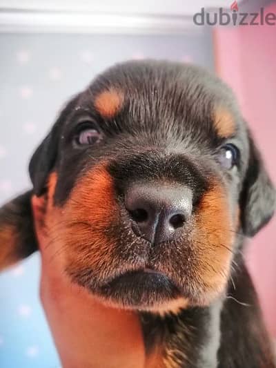 كلب روت وايلر الماني Rottweiler male & female