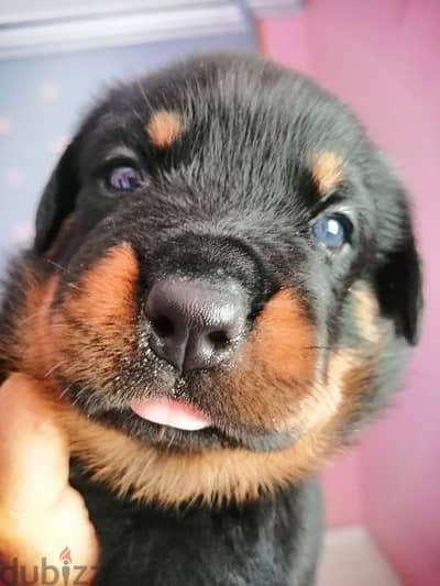 كلب روت وايلر الماني Rottweiler male & female