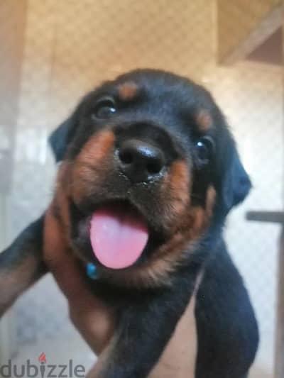 كلب روت وايلر الماني Rottweiler male & female