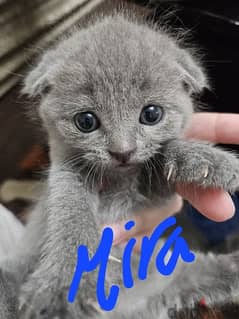 Scottish fold blue kitten available