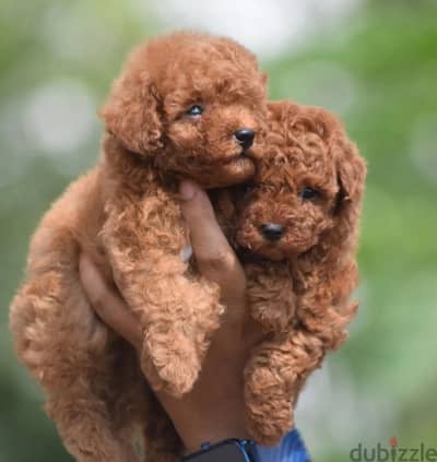 toy poodle