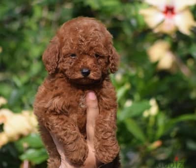 toy poodle puppy