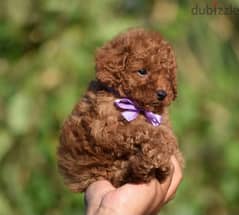 puppy tooy poodle