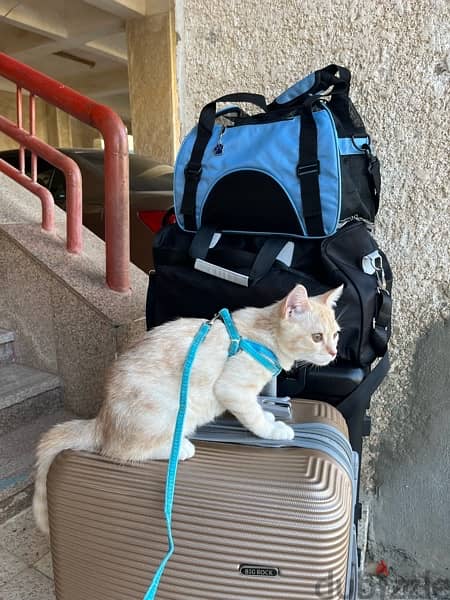 soft cat carrier bag شنطة قطط او كلاب صغيرة 1