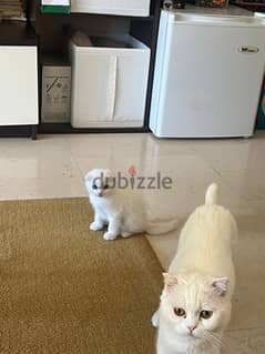White Scottish fold kitten