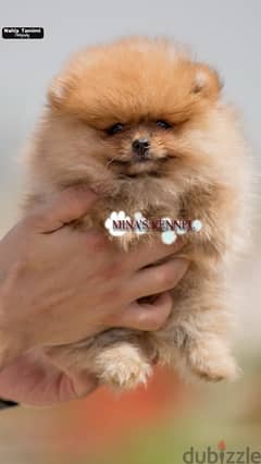 super mini pomeranian puppies / احسن جراوي بوميرانيان حجم ميني 0