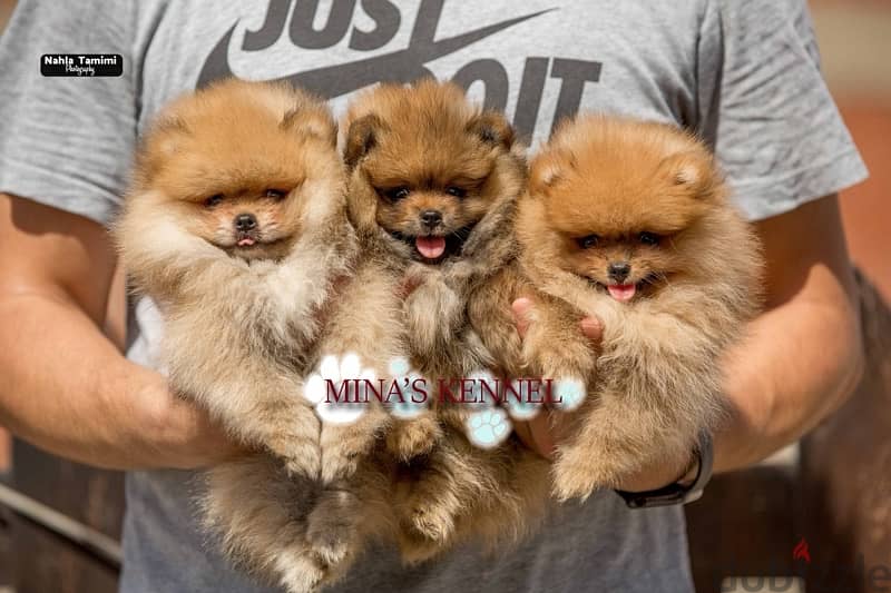 super mini pomeranian puppies / احسن جراوي بوميرانيان حجم ميني 4