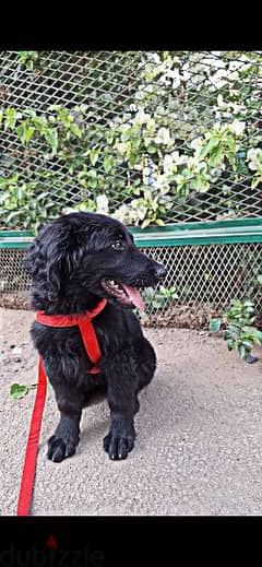 كلبة بلاك ريتريفر ( جولدن ) ٦ شهور متطعمة بالورق و متدربة
