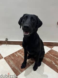Black Labrador 5 months