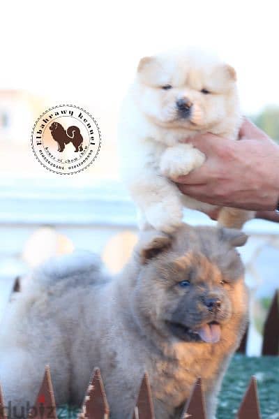 أجمد جراوي تشاو تشاو puppies chow chow اهالي مستورده من روسيا