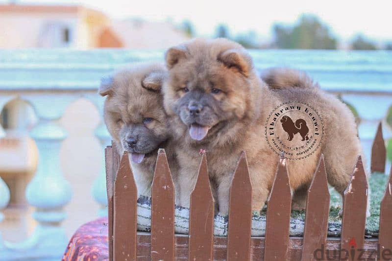 أجمد جراوي تشاو تشاو puppies chow chow اهالي مستورده من روسيا 1