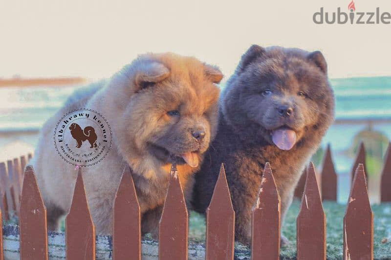 أجمد جراوي تشاو تشاو puppies chow chow اهالي مستورده من روسيا 2