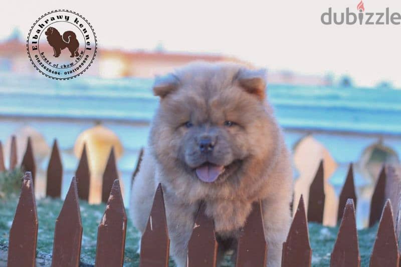 أجمد جراوي تشاو تشاو puppies chow chow اهالي مستورده من روسيا 3