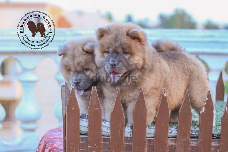 أجمد جراوي تشاو تشاو puppies chow chow اهالي مستورده من روسيا 4