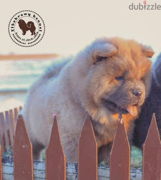 أجمد جراوي تشاو تشاو puppies chow chow اهالي مستورده من روسيا 5