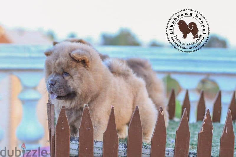 أجمد جراوي تشاو تشاو puppies chow chow اهالي مستورده من روسيا 6