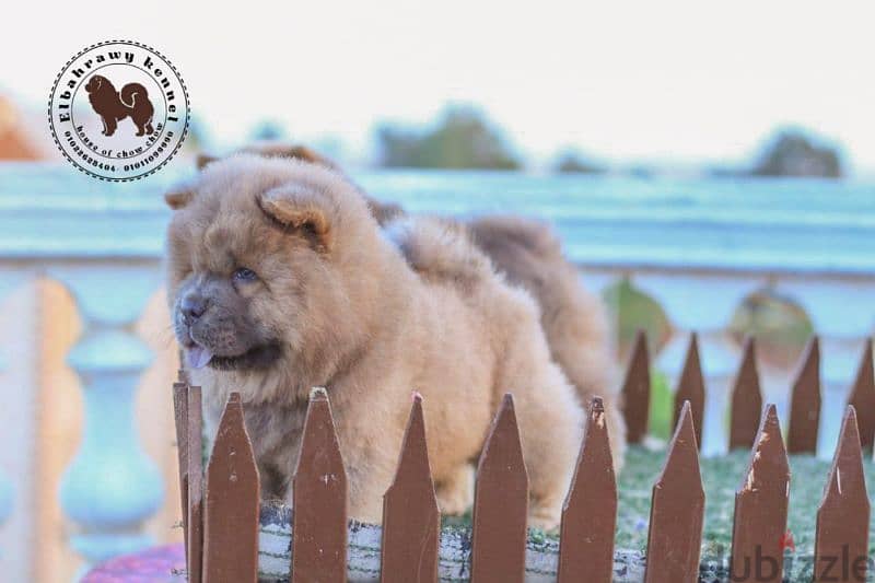 أجمد جراوي تشاو تشاو puppies chow chow اهالي مستورده من روسيا 7