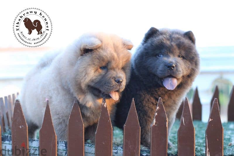 أجمد جراوي تشاو تشاو puppies chow chow اهالي مستورده من روسيا 8