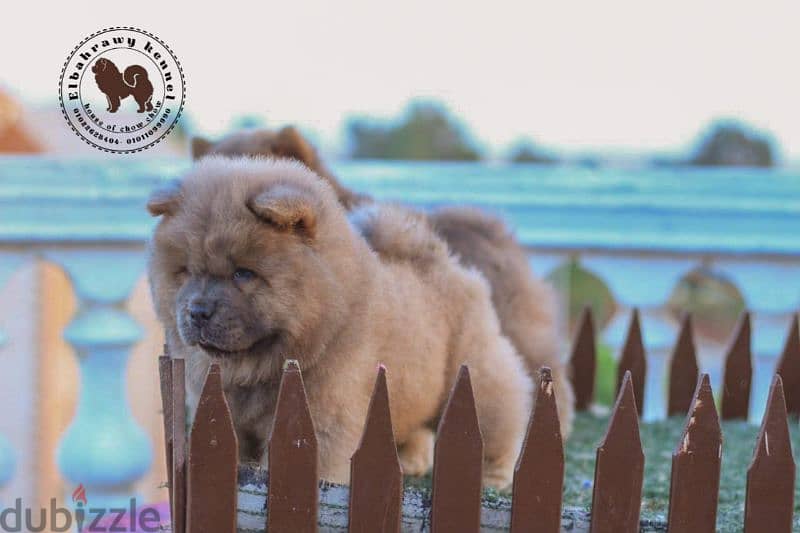 أجمد جراوي تشاو تشاو puppies chow chow اهالي مستورده من روسيا 9