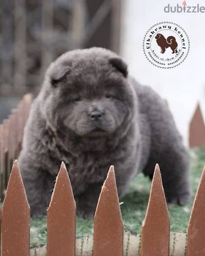 تشاو تشاو chow chwo puppies بلو ذكور واناث