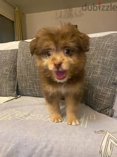 female havanese puppy for sale today