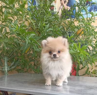 Pomeranian female teacup بنت بوميرانيان