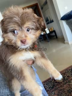 female havanese puppy for sale today