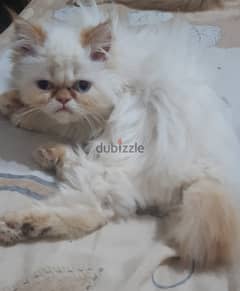 قطة هيمالايا جميلة للبيع فى سيدى جابر الاسكندرية 0