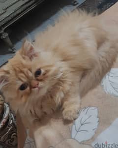 قطه هيمالايا اورانج زورار شعر كثيف تحب اللعب عيون