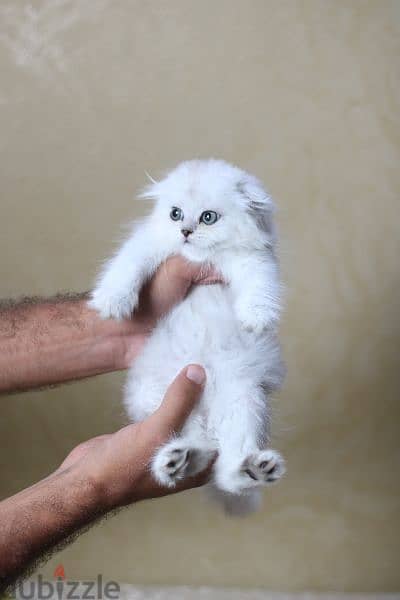 Scottish fold 3