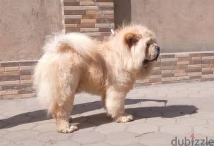 ذكر تشاو تشاو للزواج ، male chow chow for matting