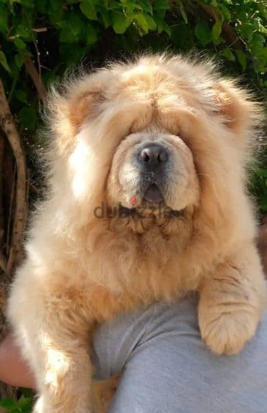 ذكر تشاو تشاو للزواج ، male chow chow for matting