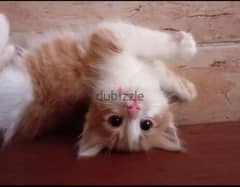 قطط شيرازي صغيره بيور جدا عمر 45 يوم للتواصل 01159394200