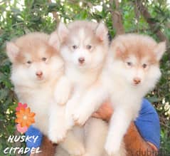 جراوي هاسكي للبيع. . husky puppies for sale