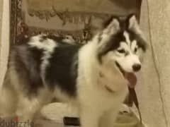 كلب هاسكي ٥ شهور معاه كل تطعيماته ورخصته، البيع لدواعي السفر