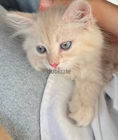 shirazi himalyan cat almost 2 months old with litter box