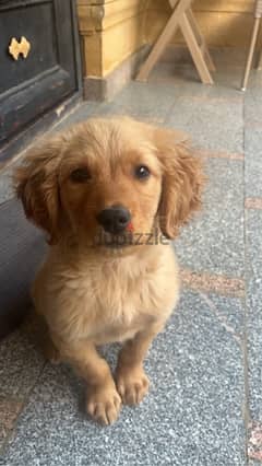 pure golden retriever puppy with all of his accessories and vaccinated