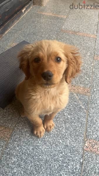 6 month golden retriever vaccinated with all of his accessories 3