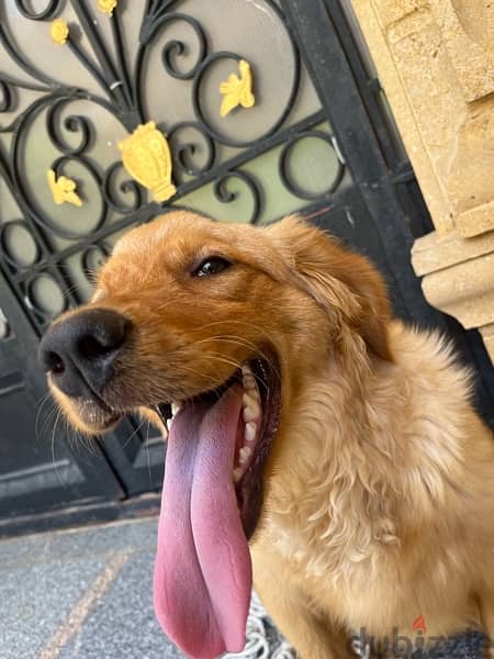 6 month golden retriever vaccinated with all of his accessories 4