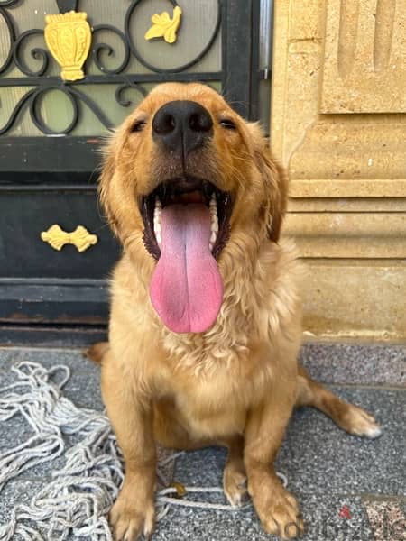 6 month golden retriever vaccinated with all of his accessories 5