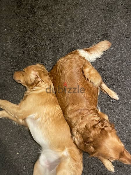Golden retriever puppies 2